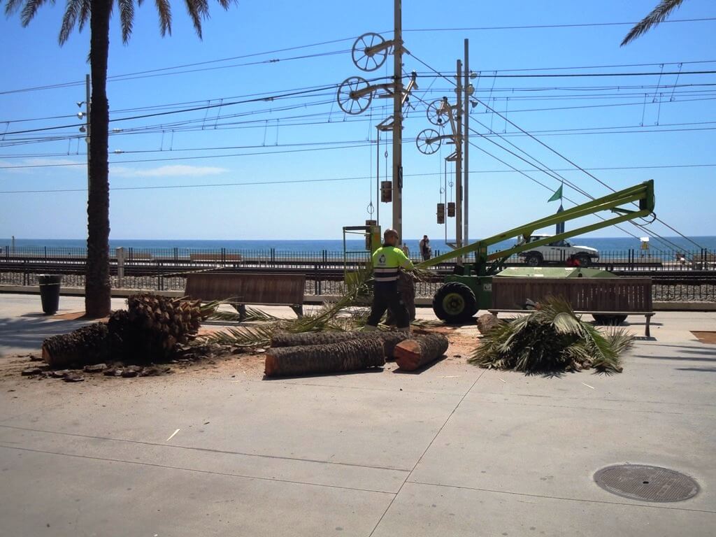 Tala palmera.jpg