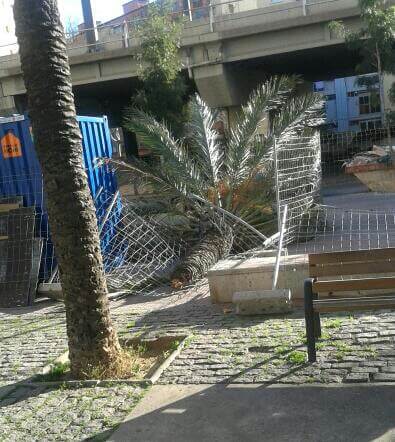 palmera.jpg