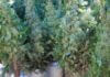 arbre nadal.JPG