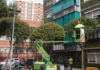 Esporga arbres.jpg