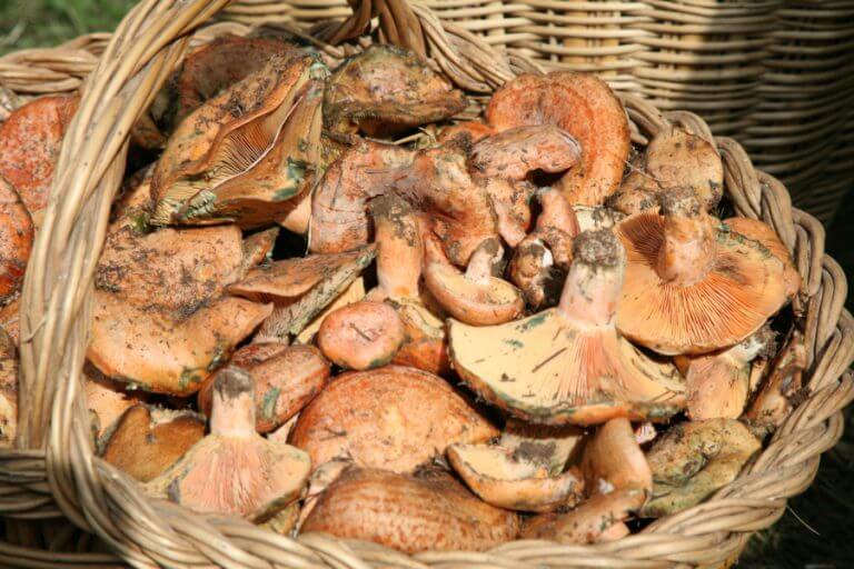 La plaça de la Plana acull una fira sobre el món dels bolets