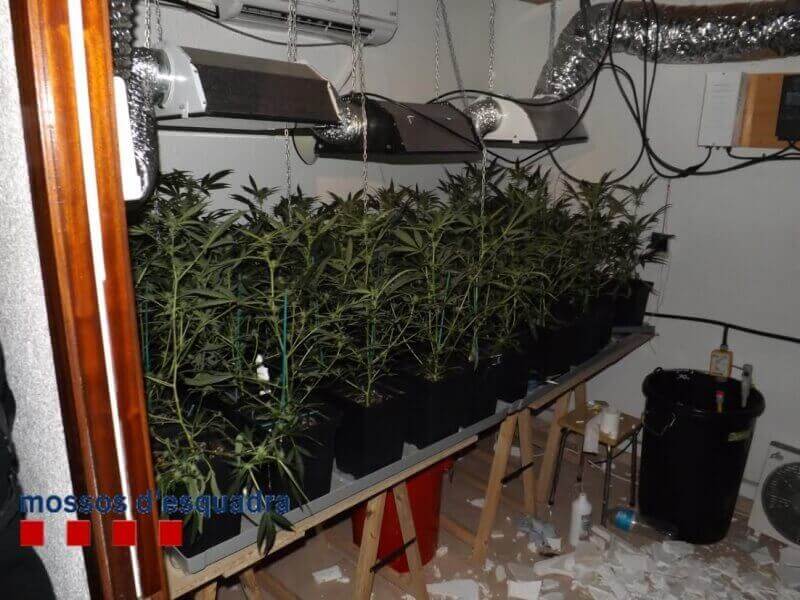 marihuana.jpg