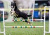 agility.jpg