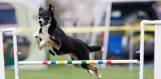 agility.jpg