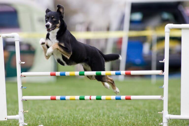 La XI Copa Catalunya d’Agility, aquest cap de setmana a Badalona