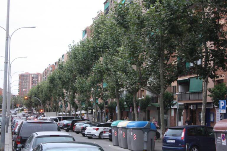 Badalona engega tractaments per combatre la plaga de la xinxa