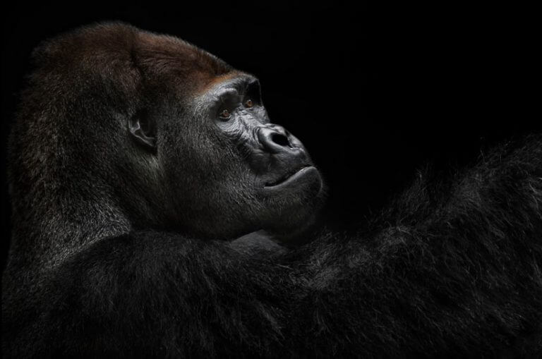 La Penya Fotogràfica de Badalona rep dos premis del 6è concurs Foto Zoo