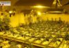 img_djuarez_20160328-123505_imagenes_lv_otras_fuentes_marihuana-k95F-U40714501263q4E-992x558@LaVanguardia-Web.jpg