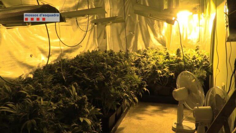 Els Mossos desmantellen una plantació de marihuana en un pis de Sant Roc