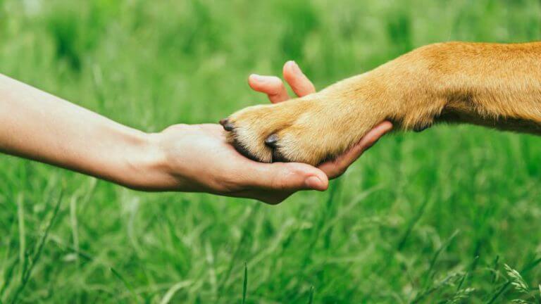 Torna la fira d’adopció d’animals a Lloreda
