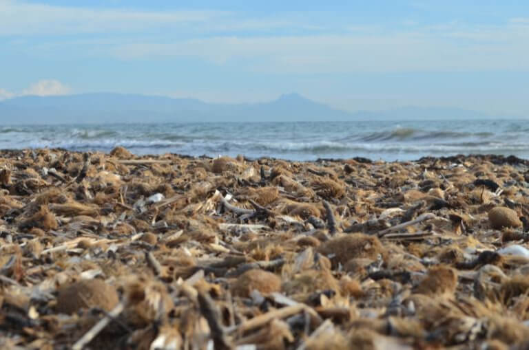 La posidònia, aliada natural del litoral badaloní