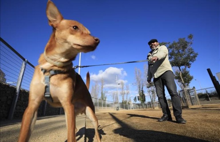 L’Ajuntament ofereix suport als propietaris d’animals de companyia
