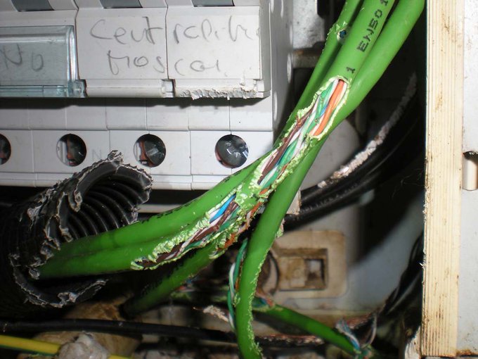 Una plaga de rates ha deixat sense internet l'edifici de la Casa de la Vila de Badalona