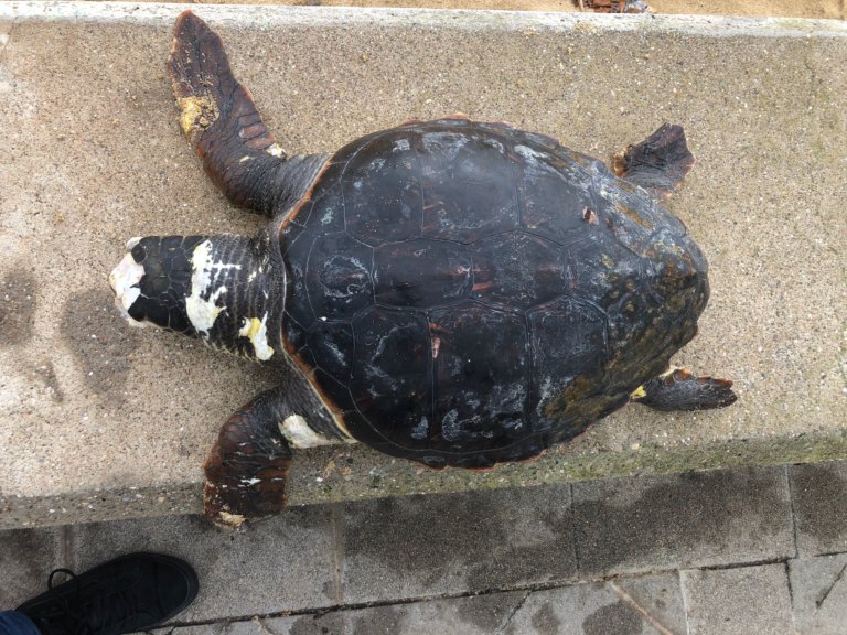 Apareix una enorme tortuga babaua morta a la platja de Badalona