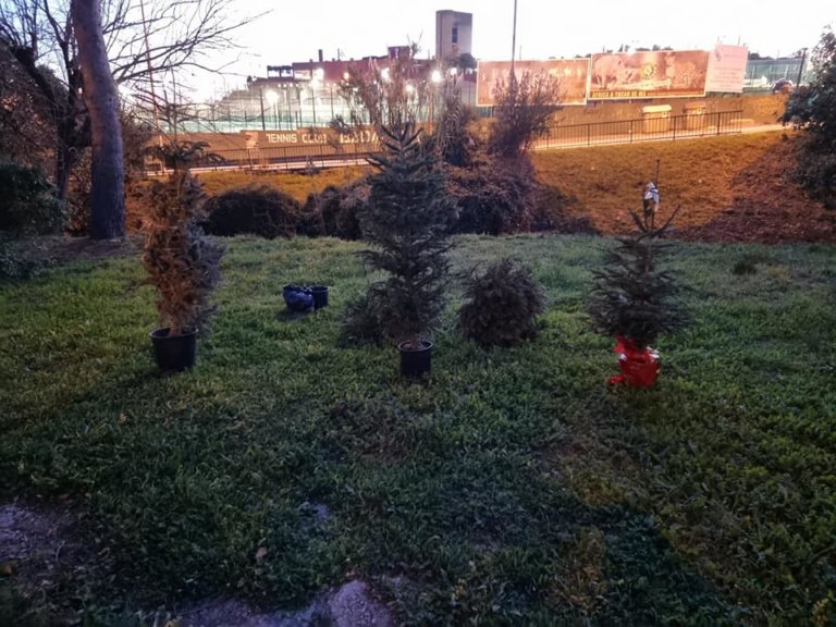 Veïns de Pomar replanten els avets de Nadal al barri