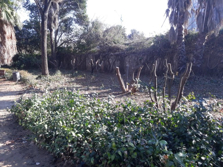 Veïns denuncien una tala indiscriminada d’arbres a Can Solei