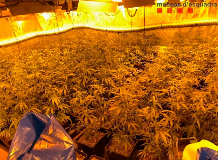 Detingut un lladre que escanyava víctimes i tres cultivadors de marihuana