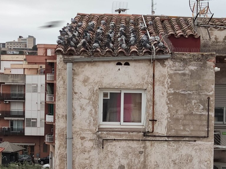 Un niu amb més de 100 coloms contamina una illa de la Morera