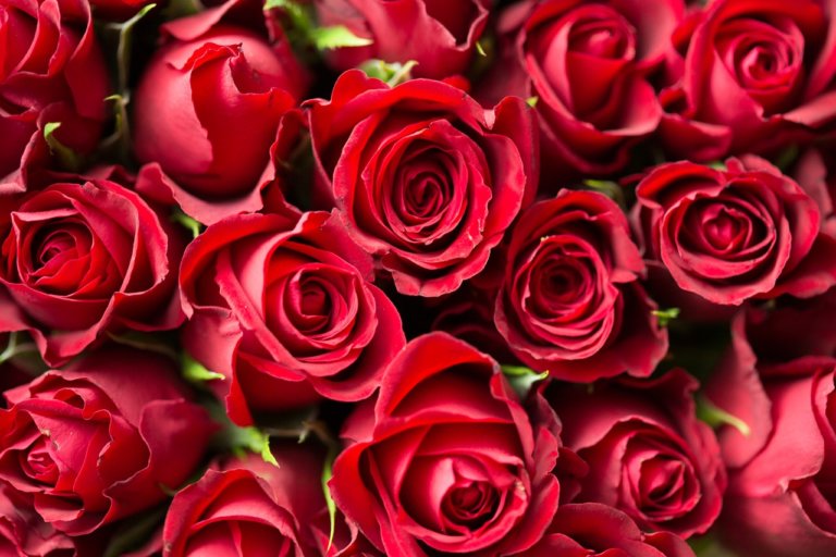 El Màgic i Badalona Capaç et regalen la rosa de Sant Jordi