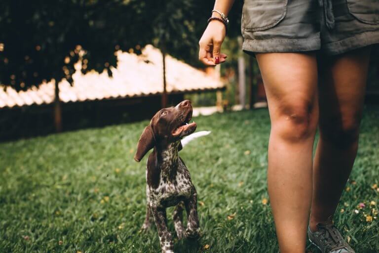 Reduir l’estrès dels gossos: un projecte d’educació canina de Badalona