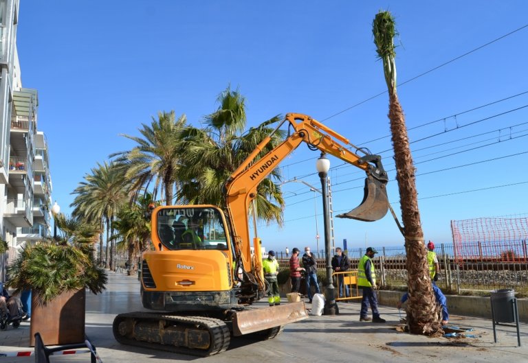 Badalona planta prop de 900 arbres a diversos districtes de la ciutat