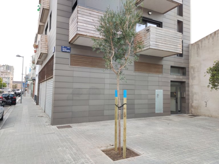 Badalona reposarà prop de 600 arbres als sis districtes de la ciutat