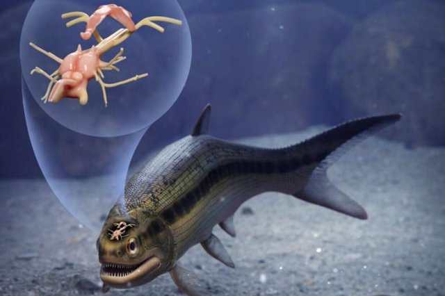 Un pez conserva el más antiguo cerebro fosilizado de un vertebrado