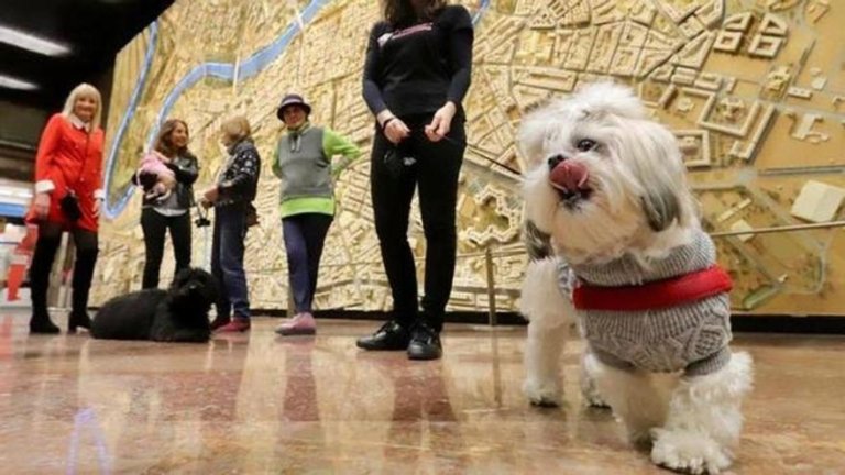 Badalona permet l’accés d’animals de companyia en els edificis administratius municipals