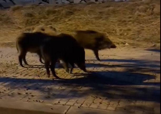 VÍDEO l Els porc senglars tornen a Badalona per Nadal