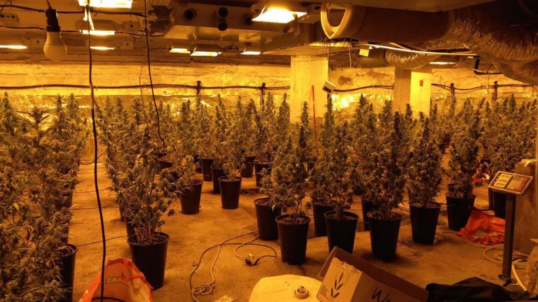 Detinguts tres homes per cultivar més de 500 plantes de marihuana en un local de Badalona