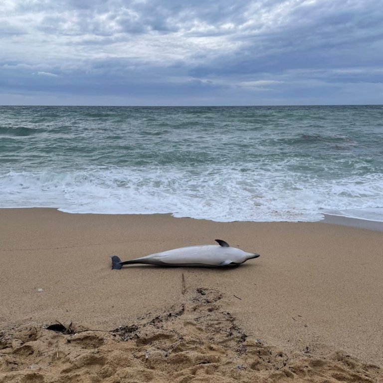 Troben un dofí mort a la platja de la Barca Maria de Badalona