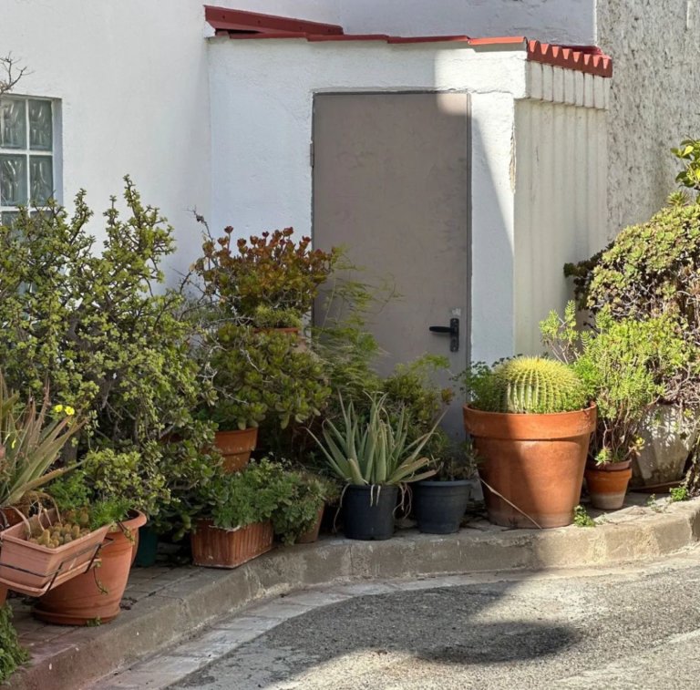 “El carrer més ben plantat”, el concurs per augmentar el verd urbà a Badalona