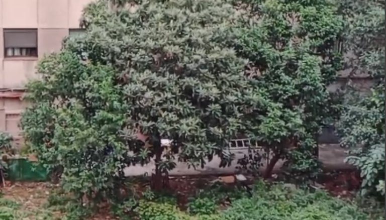 Crisi veïnal pel sorollós generador instal·lat sense permís de la mancomunitat que dona llum a un sol veí de Nàpols, 24