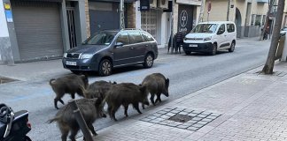 Badalona, inclosa en el segon perímetre de restriccions de seguretat per la Pesta Porcina Aplicada (PPA)