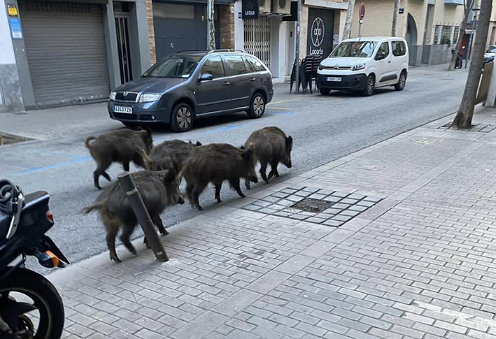 Badalona, inclosa en el segon perímetre de restriccions de seguretat per la Pesta Porcina Aplicada  (PPA)